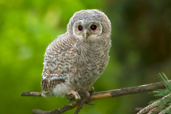 Chouette hulotte juvénile assis sur une branche / RSPB Images